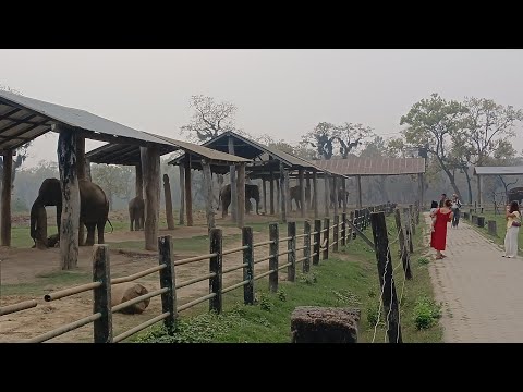 हात्ती प्रजनन केन्द्र सौराहा । हजारौं पर्यटक आउने देशकै चर्चित ठाँउ
