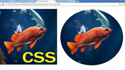 How to Create Circled Image using CSS | CSS Round Border Images