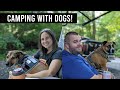 Let's Talk about Dogs! // Tips for RV Camping with Dogs