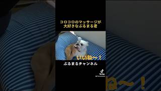 コロコロに快楽を覚えたイッヌw #dog #ブルドッグ #bulldog #ペット #ブルドッグ子犬 #犬のいる暮らし #ドッグ