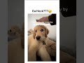 He was so confused 🤣 (via-itsaduglife/tt)