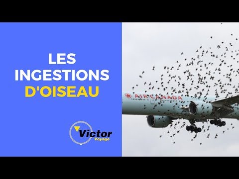 Vidéo: Oiseaux de compagnie et voyages en avion : ce que vous devez savoir