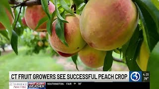 Peach season off to strong start in Connecticut