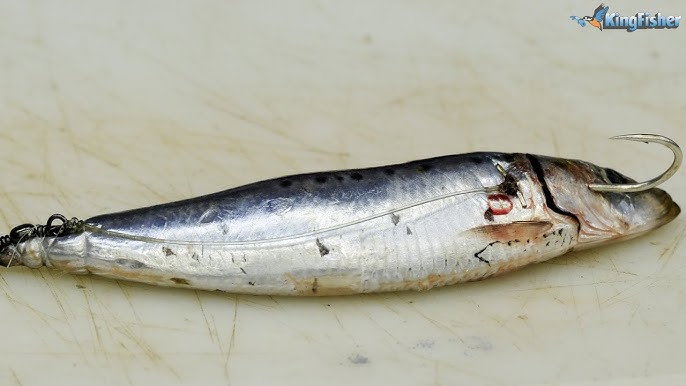Fastest ways to Rig a sardine 