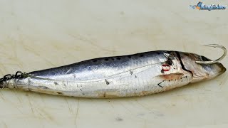 Traces | Garrick (Dead Sardine throw bait)