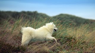 How to Help Your Samoyed Overcome Separation Anxiety by Samoyed USA 69 views 1 month ago 4 minutes, 37 seconds