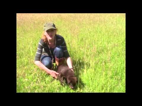 Как научить щенка возвращаться по команде. Первые шаги с Пиппой Мэттинсон и лабрадором Рейчел