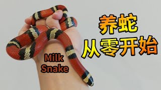 宠物蛇从零开始 Snakes and Setups for Beginners