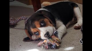 Prized SLIPPER is PRETEND peace offering to the CAT from Beagle puppy! by River Styx Scent Hounds 366 views 1 month ago 1 minute, 35 seconds