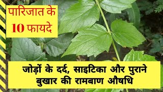 पारिजात के फायदे | Parijat ke fayde | यदि घुटनो का ऑपरेशन कराने वाले हैं तो यह वीडियो देखना ना भूलें