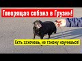 Говорящая собака в Грузии. Есть захочешь, не такому научишься! Грузия 2022