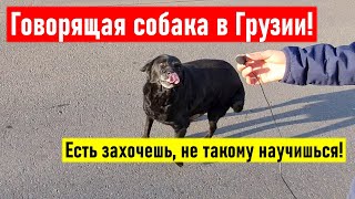 Говорящая собака в Грузии. Есть захочешь, не такому научишься! Грузия 2022