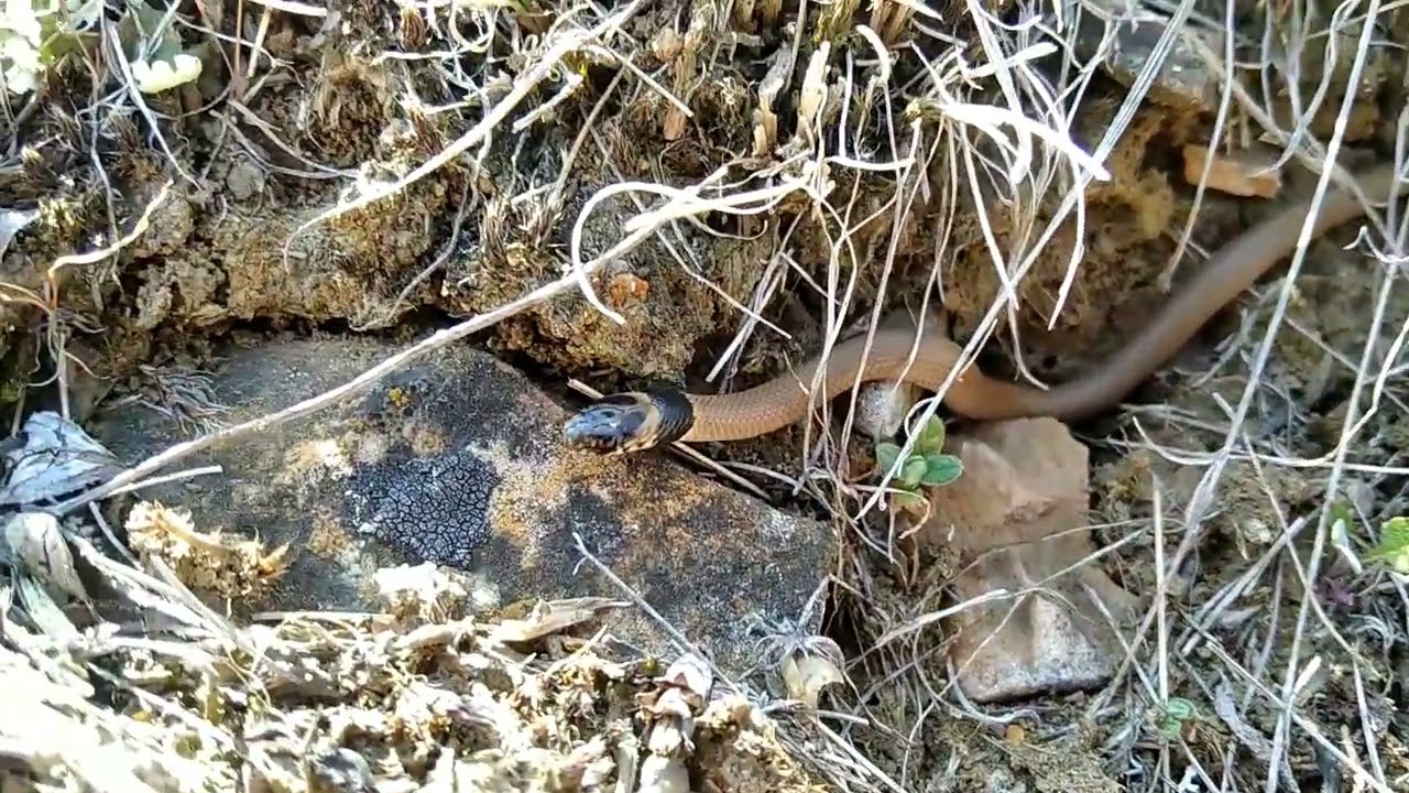 Змея Ошейниковый эйренис (Eirenis collaris)