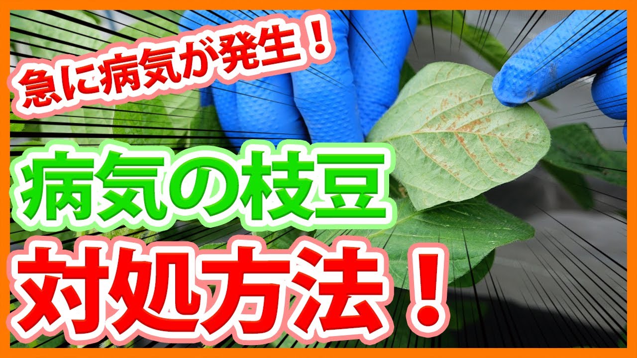 Suddenly, a disease occurs in edamame grown in a home garden or on