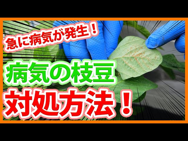 野趣菜園様　えだまめの葉 Suddenly, a disease occurs in edamame grown in a home garden or on