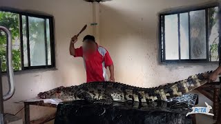 Investigation: Workers Stab Crocodiles, Skin Them For Leather