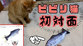 リアルな魚のおもちゃとねこ Fish Toy And Maru Hana Youtube リアルな魚のおもちゃとねこ Fish Toy And Maru Hana Youtube