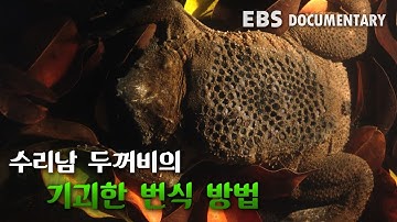 수리남 두꺼비의 기괴한 번식 방법