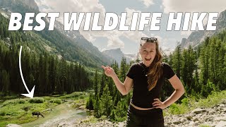 The Most EPIC Wildlife Hike in Grand Teton National Park! Cascade Canyon
