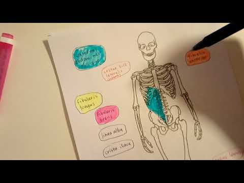 Video: Jalan Selän Laskimokaran Anatomia, Toiminta Ja Kaavio - Vartalokartat