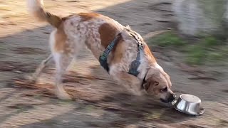 Hilarious Australian Cattle Dog plays with water bowl  Calamity Jane@wolfestonestudio130