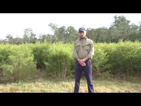 Video: Esperance Tea Tree Care - Aflați despre arborii de ceai australieni