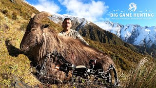 Bull Tahr Bow Hunting  West Coast New Zealand