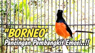Murai BORNEO pembangkit Emosi dan birahi pada murai Mungkek atau setres