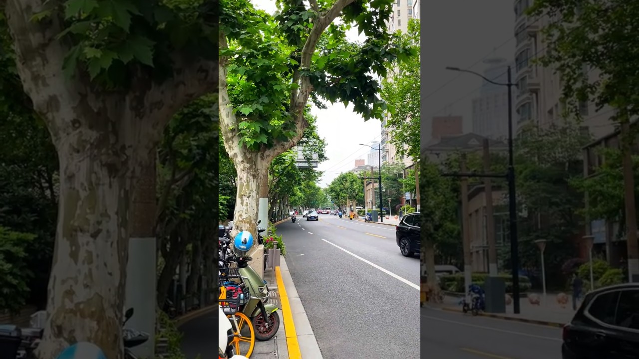 Street walk - Shanghai’s Green Arteries: Tree-Lined Streets 