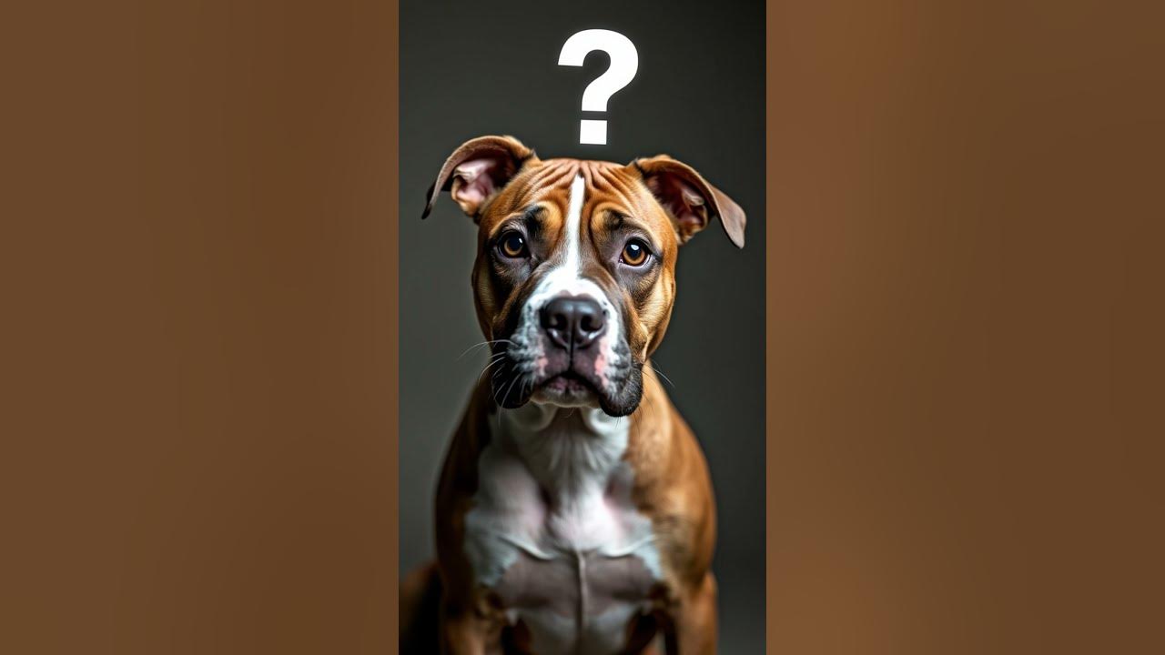 Pit Bull Myths DEBUNKED! 😲 The Truth Will Shock You! 🐾 PitBullLove (03)