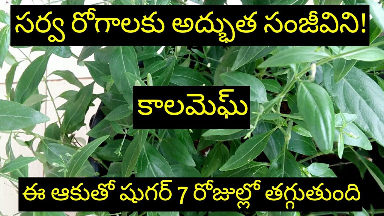 Do you know about nela vemu nela vemu plant uses in telugu kala megh  Great bitter uses