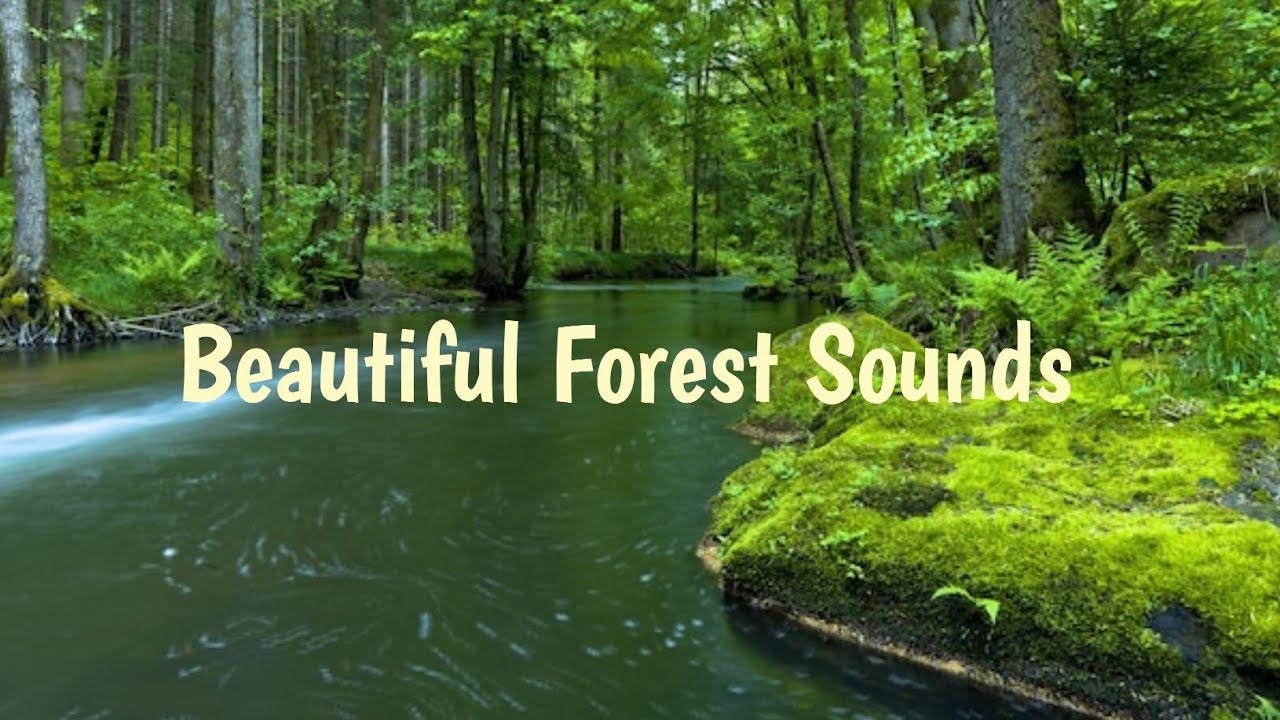 Beautiful Forest Sounds | River Sounds | Forest Birdsong | Nature Music ...