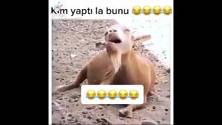 Kim yaptı la Bunu