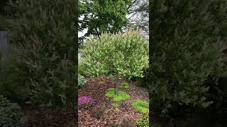 Ива Хакуро Нишики Salix integra 'Hakuro Nishiki' в этом году не проснулась :(