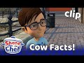 Jay's Cow Facts! 🐄 | Shane the Chef Clips | Shane the Chef Official