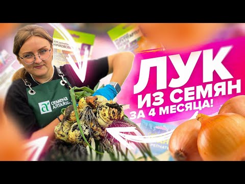 ЛУК ИЗ СЕМЯН - ДЕШЕВО И ПРОСТО! Эксибишн и нормальный лук