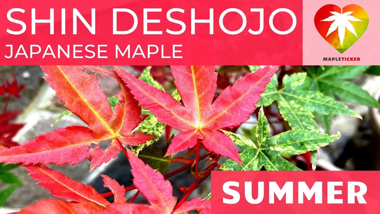 Shin deshojo Japanese maple