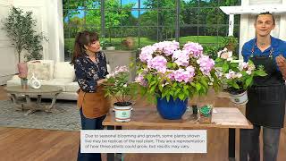 Roberta's 1Pc Game Changer Pink Lace Cap Hydrangea Live Plant on QVC