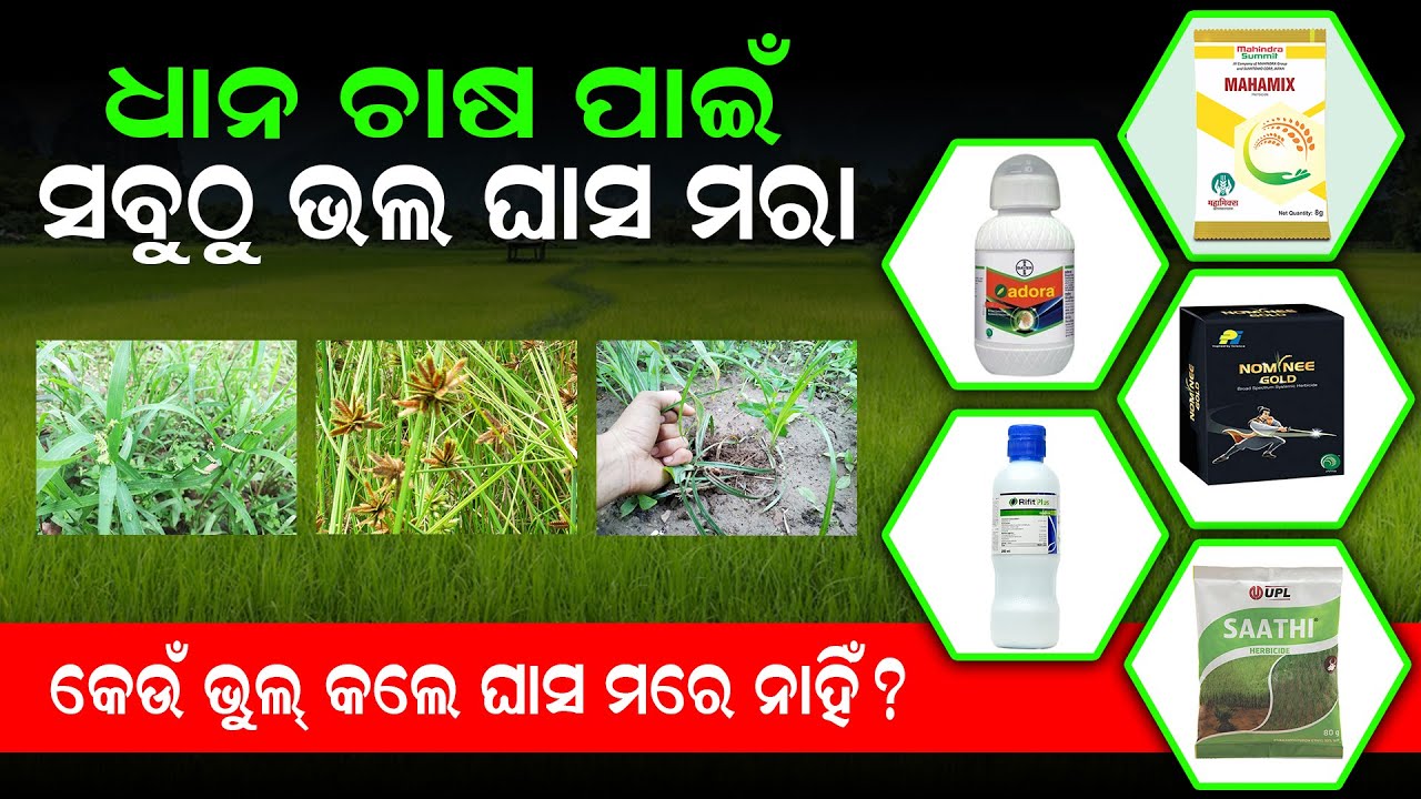 Dhana chasa pranali odia | ଧାନ ଚାଷ ପାଇଁ ସବୁଠୁ ଭଲ ଘାସ ମରା | dhana chasa medicine |  sara prayoga