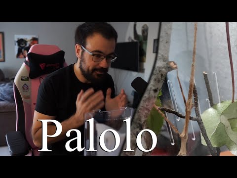 os presento a Palolo