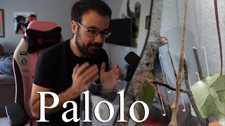 os presento a Palolo