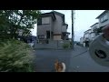 【VR180】柴犬 子犬の散歩　Walking with a Shiba Inu【3DVR】