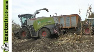 Maishäckseln im Matsch - corn harvest in the mud - maisoogst in de modder - Fendt Claas