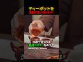 ティーポットを洗剤で洗ってはダメ?#shorts