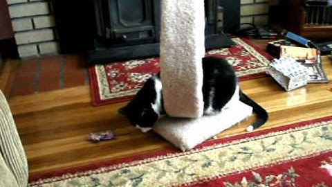 Catnip and a scratching post.