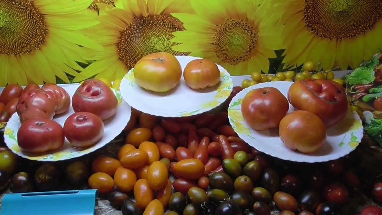 Томатные Гномы на ЛЕНИВОЙ грядке дали мне полукилограммовые плоды ...