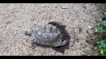 Timelapse of leopard tortoise (Stigmochelys pardalis) digging a nest & laying eggs
