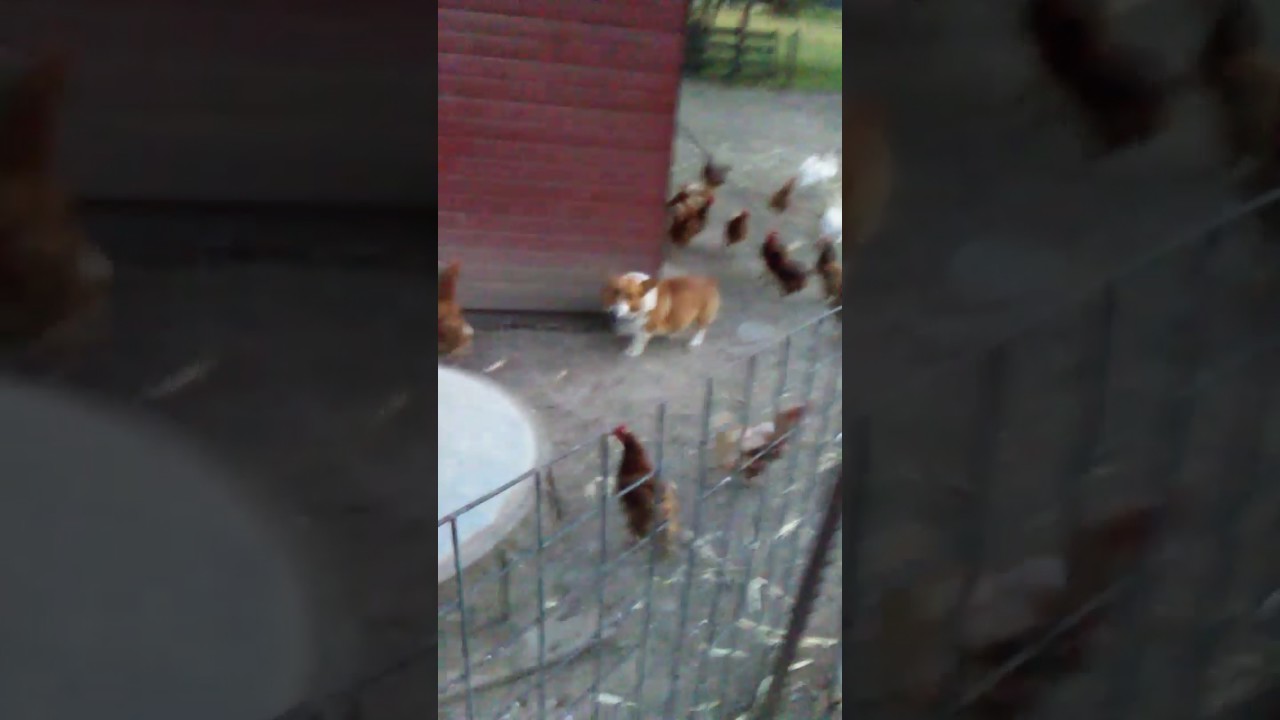 camera iphone 8 plus apk Mac chasing chickens🐥🐔🐔🐥