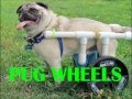 DIY PUG WHEELS