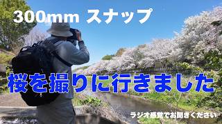 SONY　300mmスナップ　サンニッパで  桜を撮る。α9Ⅲ　f2.8